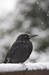 A close-up view of a thick blackbird sitting still in a snow-covered area, Cradle Mountain #11, Tasmania