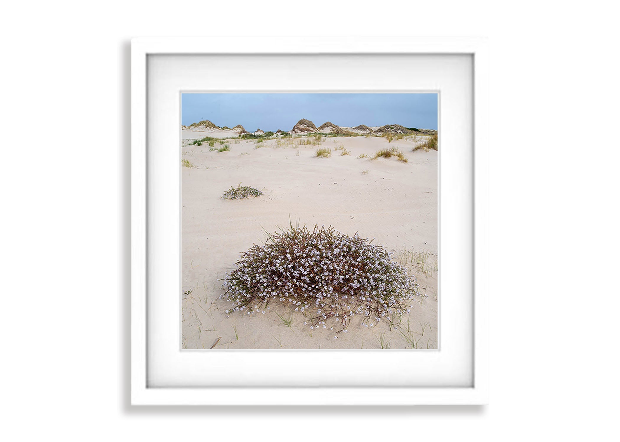 Cushion Plant in flower, Bay of Fires