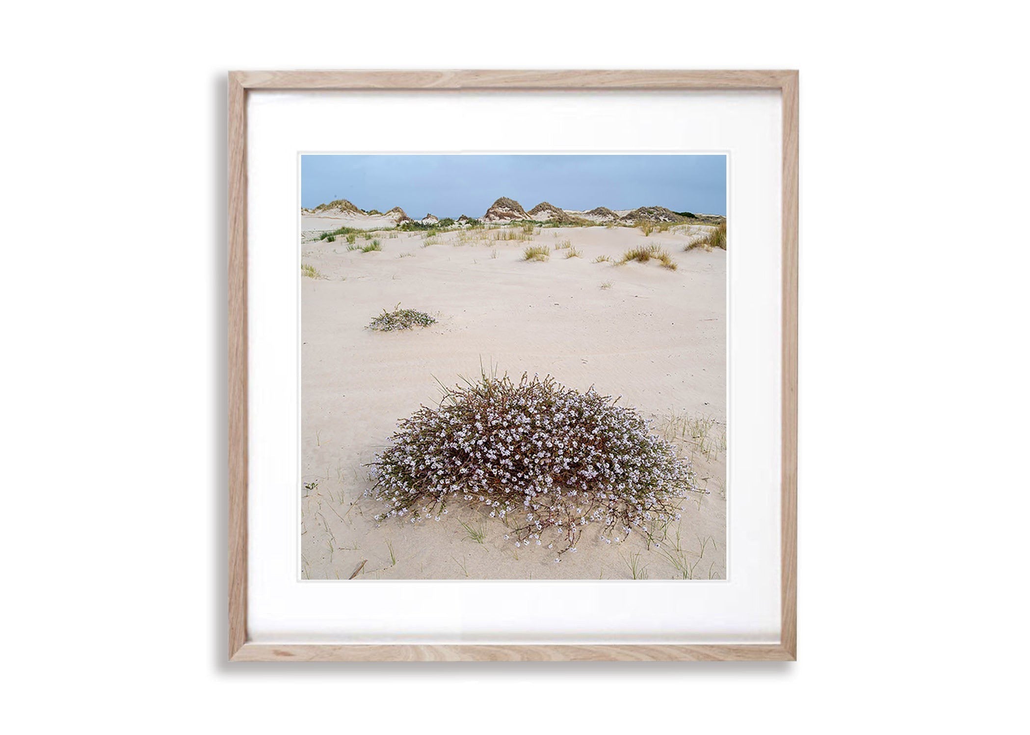 Cushion Plant in flower, Bay of Fires