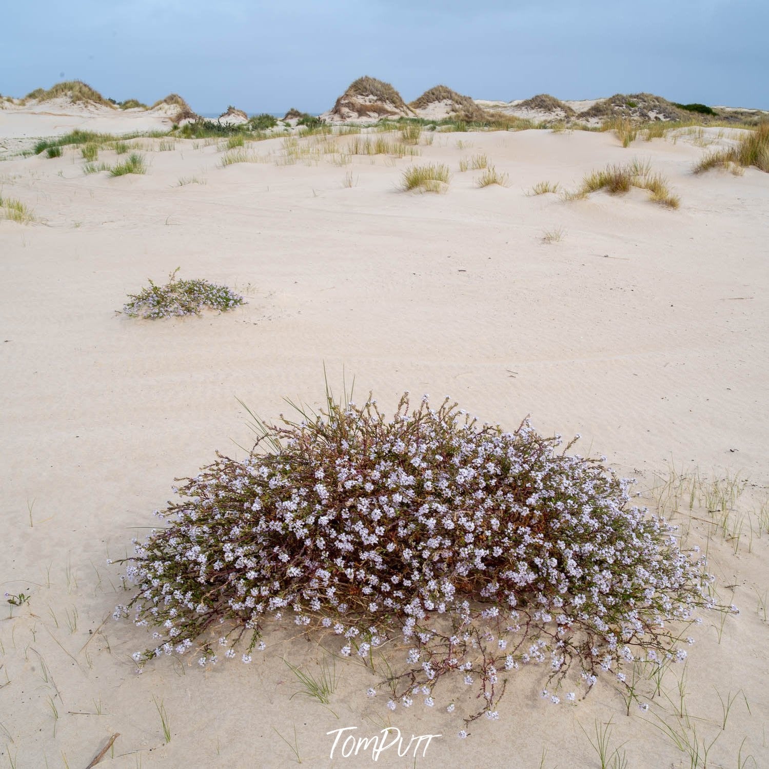 Cushion plants and white small flowers on them, on land with dense sand and some little mounds of sand in the background having little bushes and grasses on them, Cushion Plant in flower, Bay of Fires