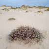 Cushion plants and white small flowers on them, on land with dense sand and some little mounds of sand in the background having little bushes and grasses on them, Cushion Plant in flower, Bay of Fires