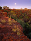 A Mars-like land area with a lot of trees and plants below, Standing sun with a low effect of sunlight, and a clear blue sky, Dales Moonrise - Karijini, The Pilbara