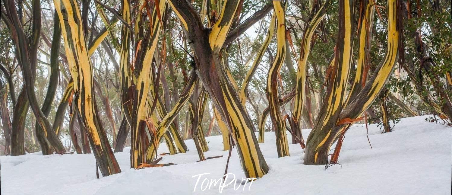 Dancing Snow Gums - Mt Hotham VIC