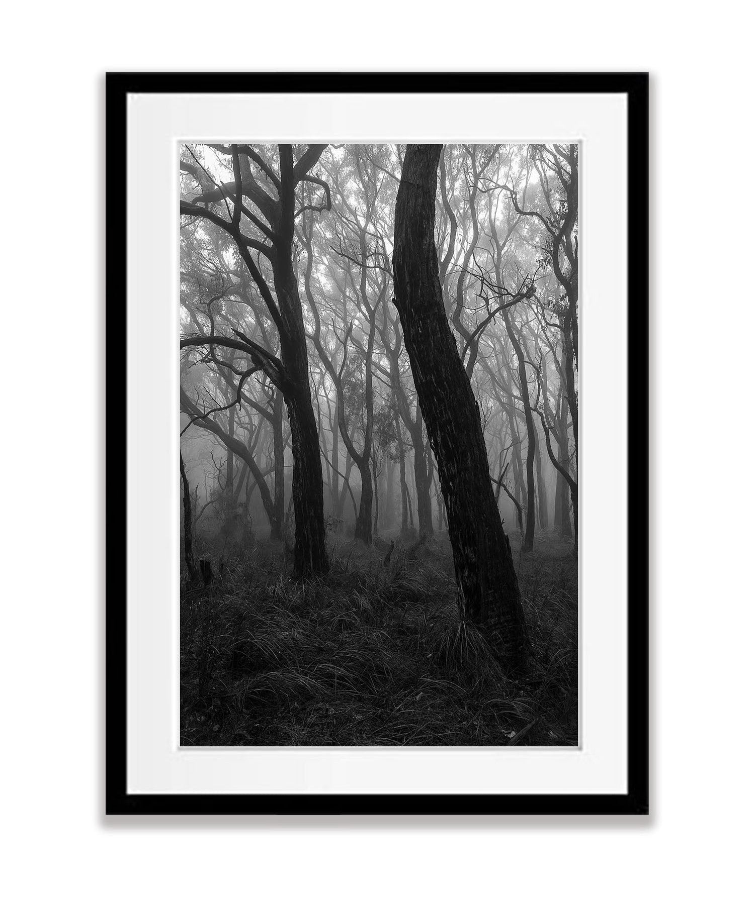 Dancing Trees - Mornington Peninsula, VIC