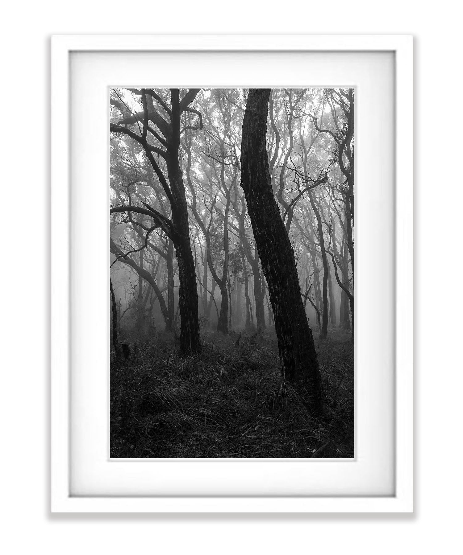 Dancing Trees - Mornington Peninsula, VIC