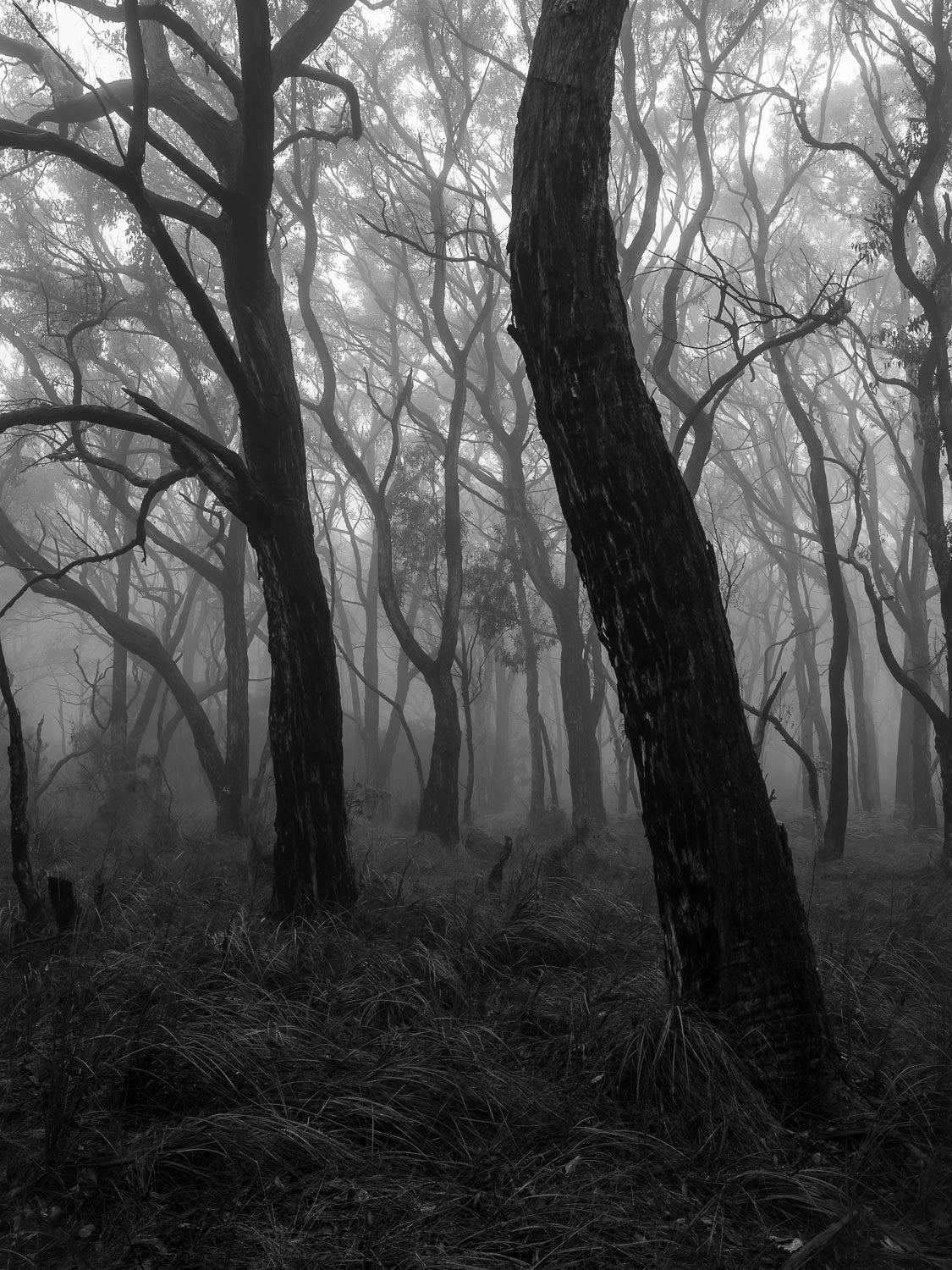 A dark black view of some large trees in the forest, no coming sunlight, Dancing Trees - Mornington Peninsula, VIC