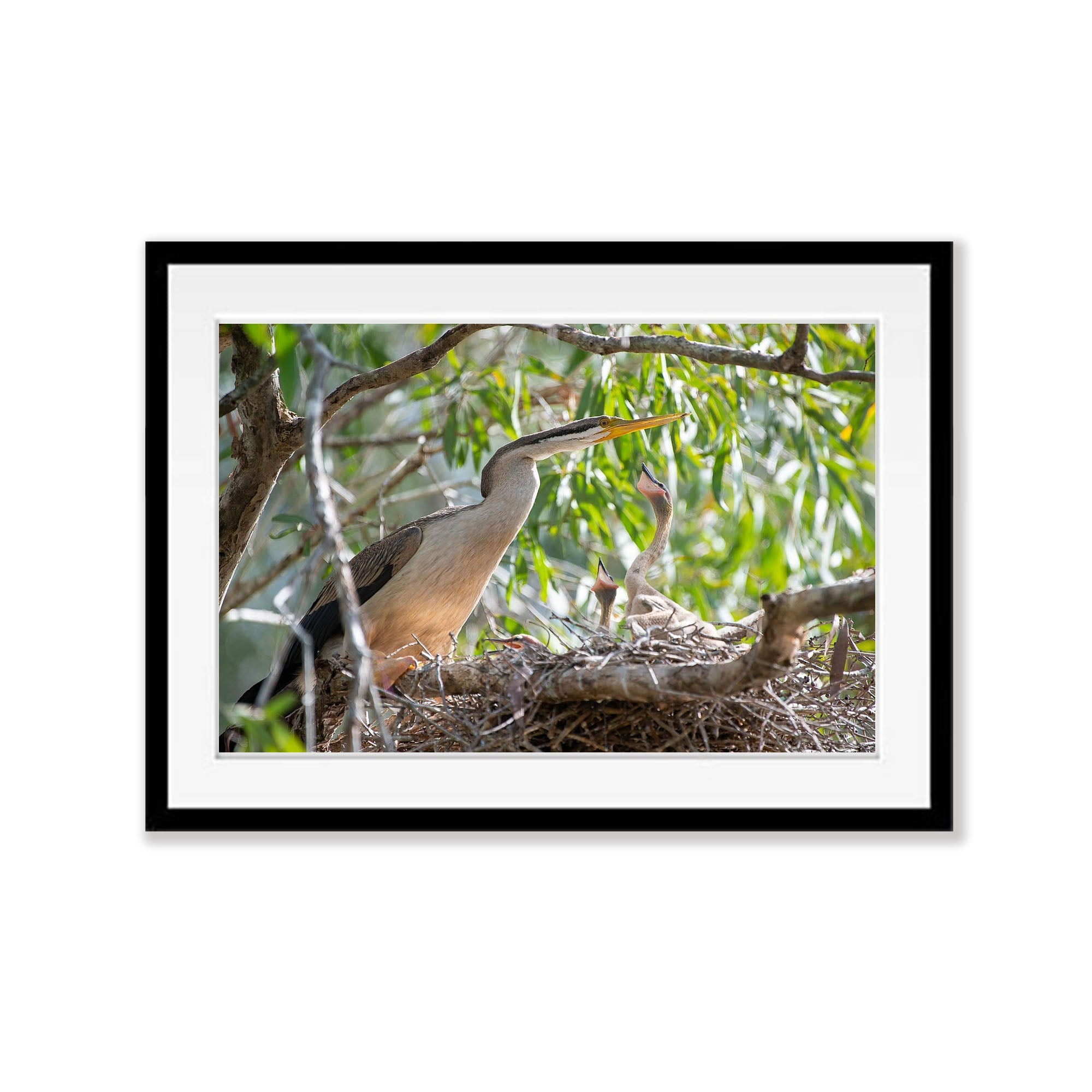 Darter on the nest with chicks, Arnhem Land, Northern Territory
