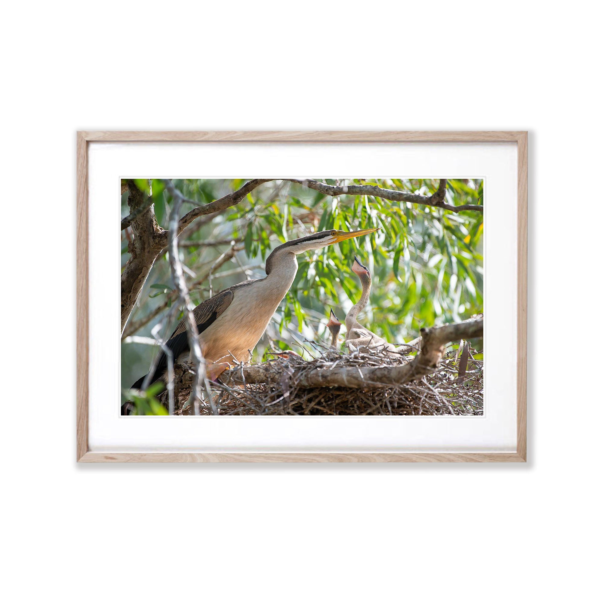 Darter on the nest with chicks, Arnhem Land, Northern Territory