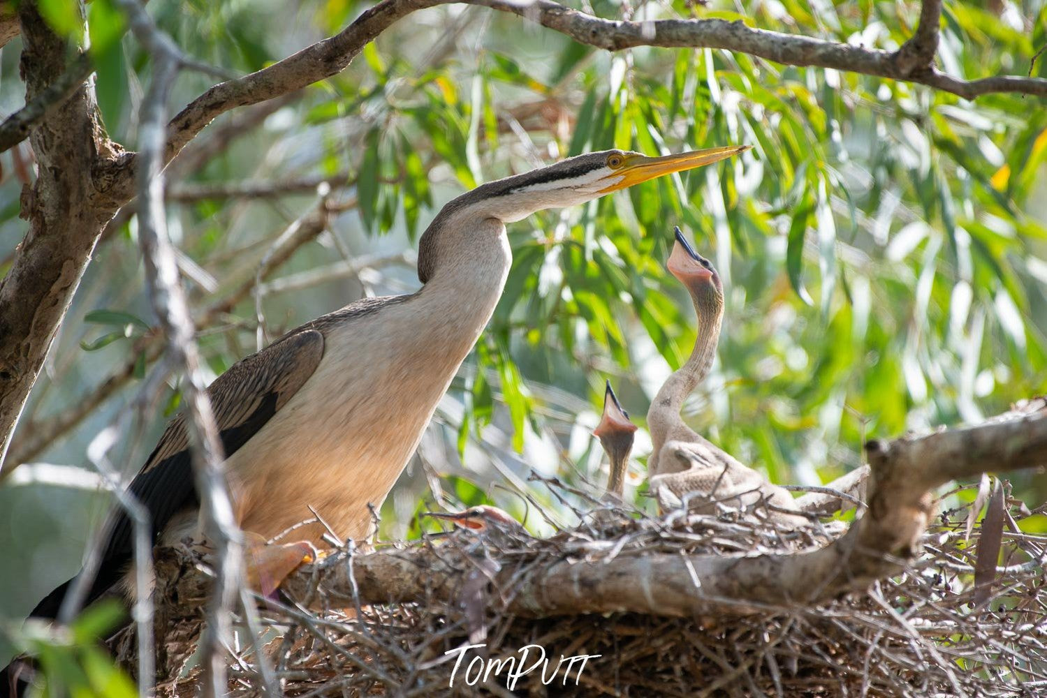 A Muscovy Duck sitting on some woody branches, and some trees and plants in the near background, Arnhem Land 17 - Northern Territory 