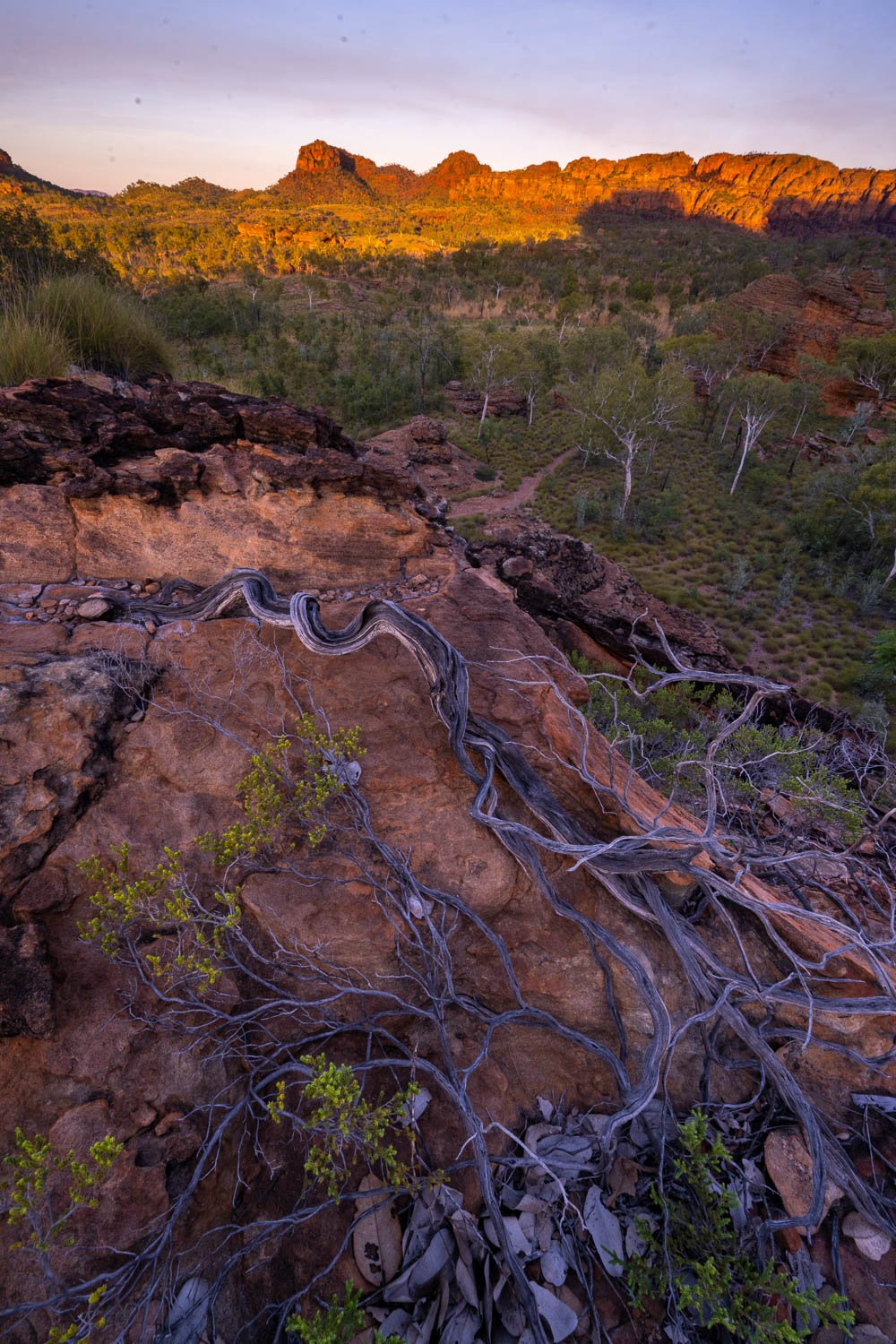 Spreading broken tree stems on the ground with a lot of plants and trees on the background, and a large mountain wall with falling sunlight on it, Dawn, Keep River National Park