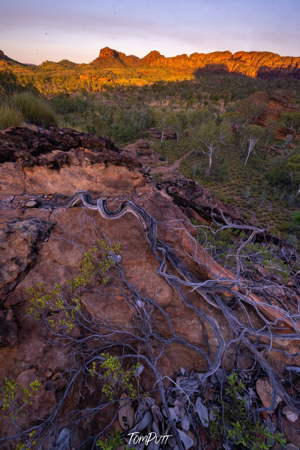 Spreading broken tree stems on the ground with a lot of plants and trees on the background, and a large mountain wall with falling sunlight on it, Dawn, Keep River National Park