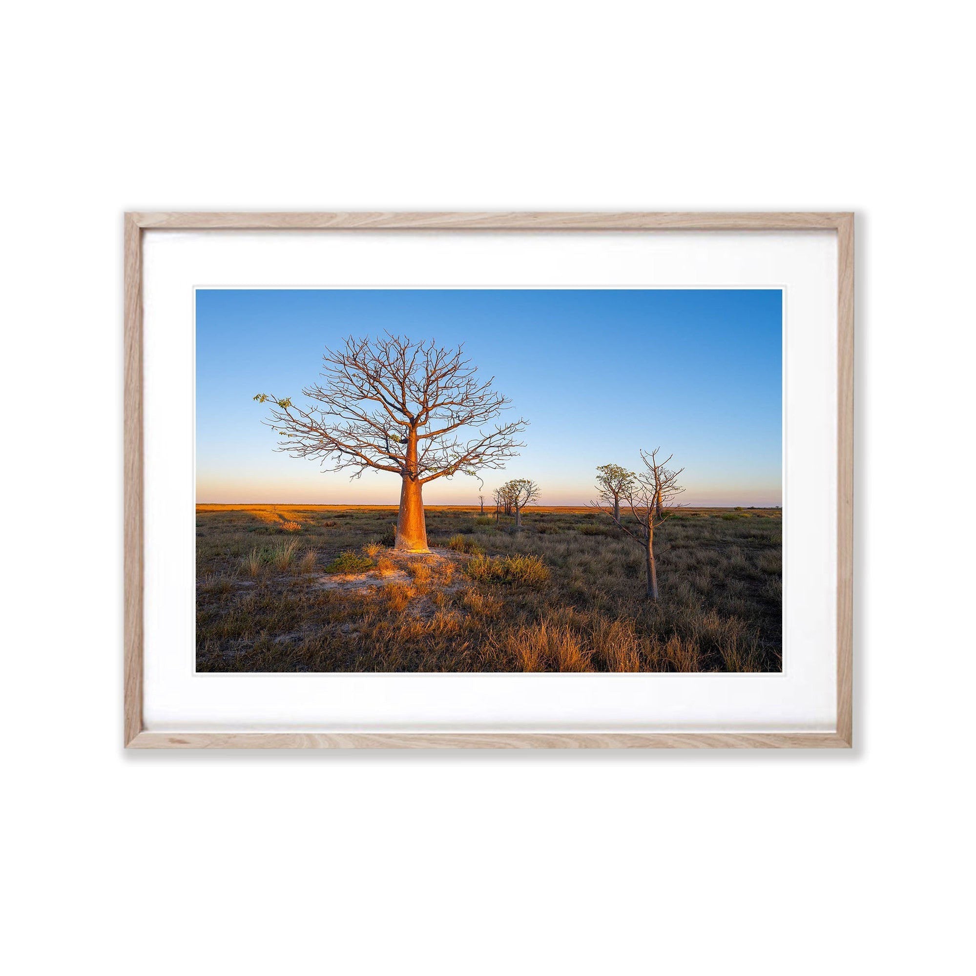 Dawn Light on Boab, Derby, The Kimberley