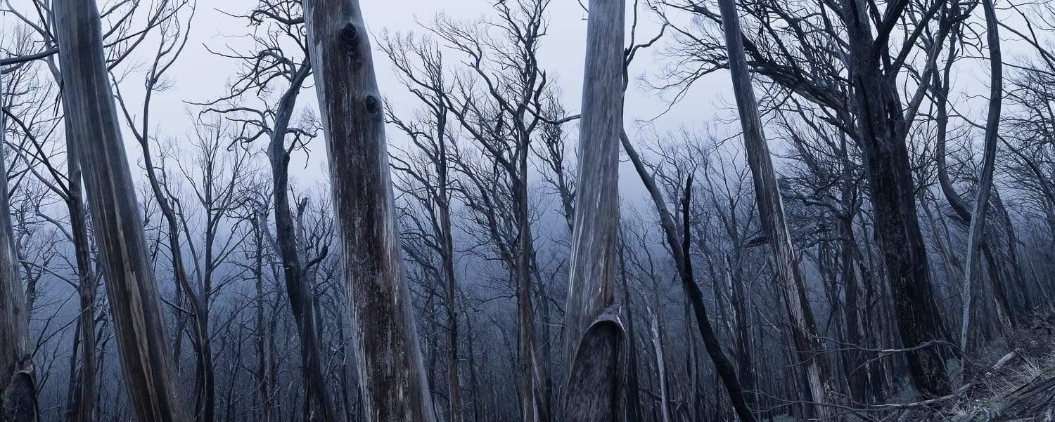 A sequence of dry tree stems in a forest with no leaves, a dim light effect of approaching night, Dead Forest Mt Hotham, Victoria