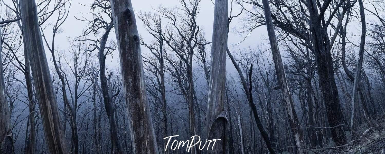 A sequence of dry tree stems in a forest with no leaves, a dim light effect of approaching night, Dead Forest Mt Hotham, Victoria