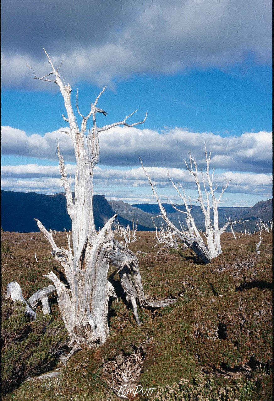 Green area with bushes and some trees with no leaves, Cradle Mountain #32, Tasmania