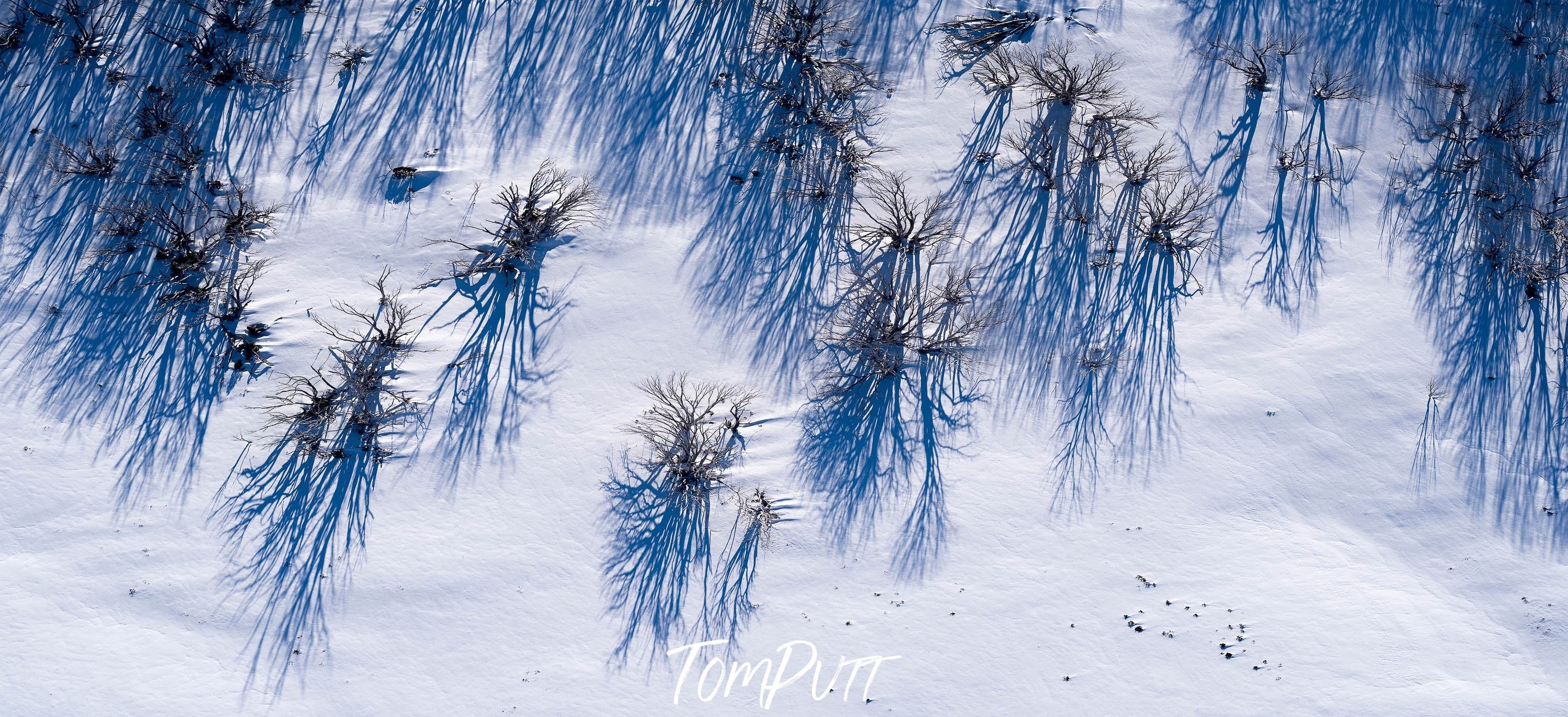 Dead Snow Gums, Mount Hotham, VIC