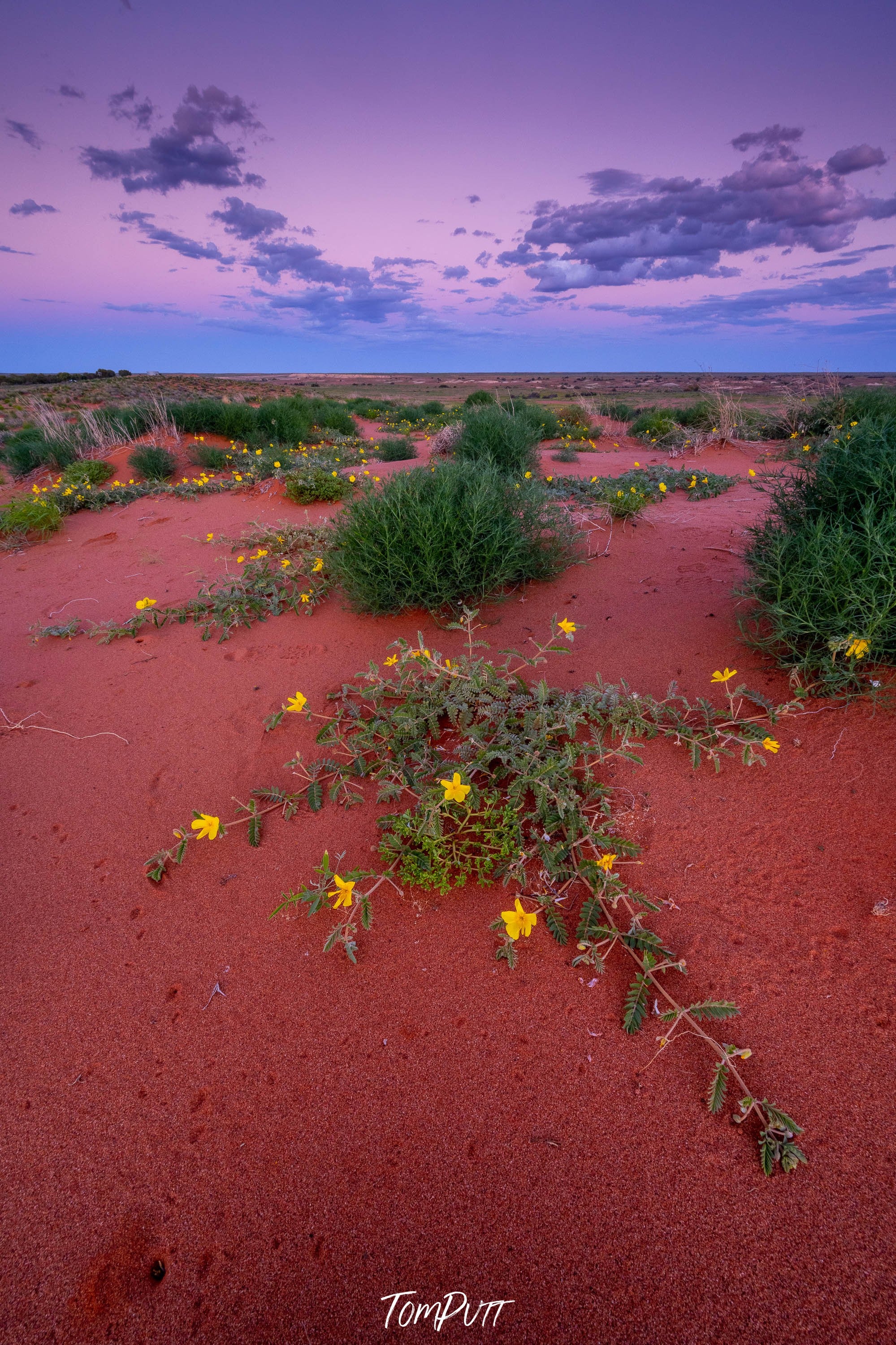 Desert Blooms, William Creek, South Australia