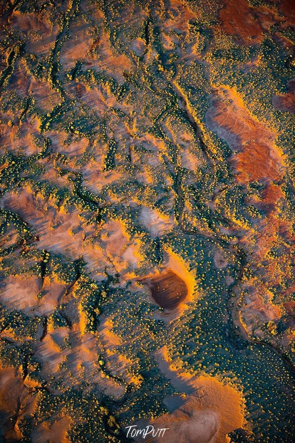 A wide desert land with countless groups of plants following an infinite sequential series around the picture, Desert Waterhole