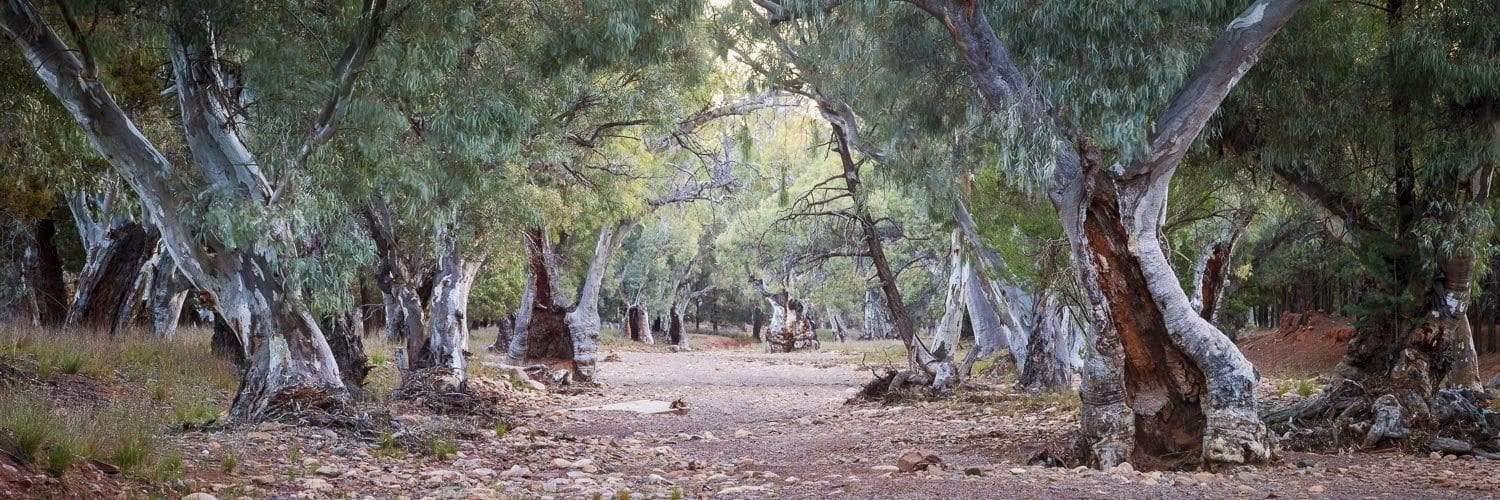 An array in the forest with dry thick trees on both sides, Dry Creek Bed - Flinders Ranges SA