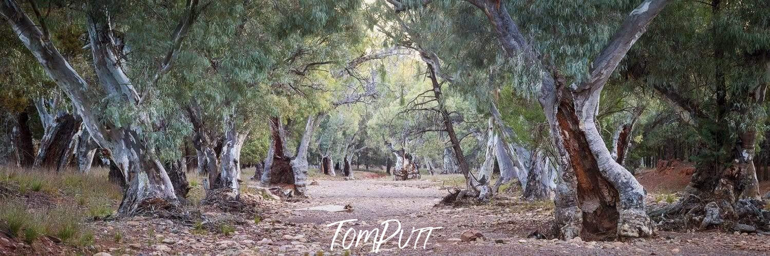 An array in the forest with dry thick trees on both sides, Dry Creek Bed - Flinders Ranges SA