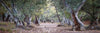 An array in the forest with dry thick trees on both sides, Dry Creek Bed - Flinders Ranges SA