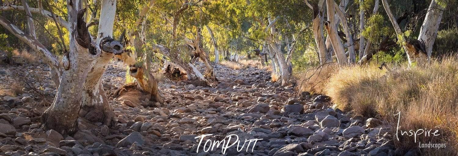 An array in the forest filled with small stones with dry trees and bushes on both sides, Dry Creek Bed - West Macdonnell Ranges, NT