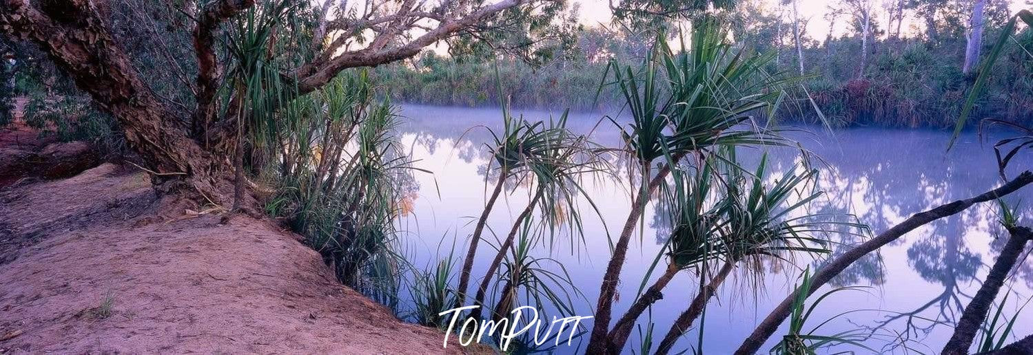 A little series of long plants on the edge of a lake with some trees besides them, Drysdale River - The Kimberley WA