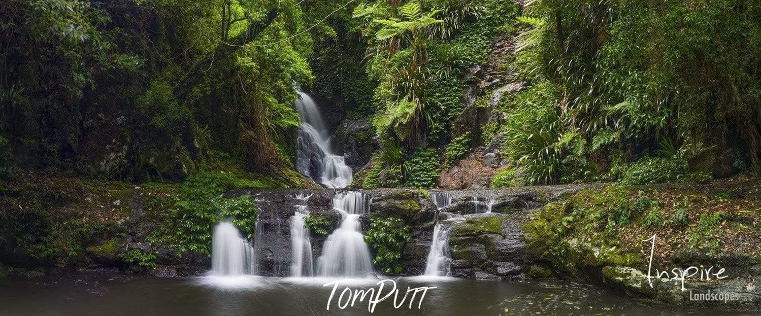 A forest view with a lot of fresh green trees and a lake connecting with some small waterfall of fresh steady flowing water, Elebana Falls - Lamington National Park QLD