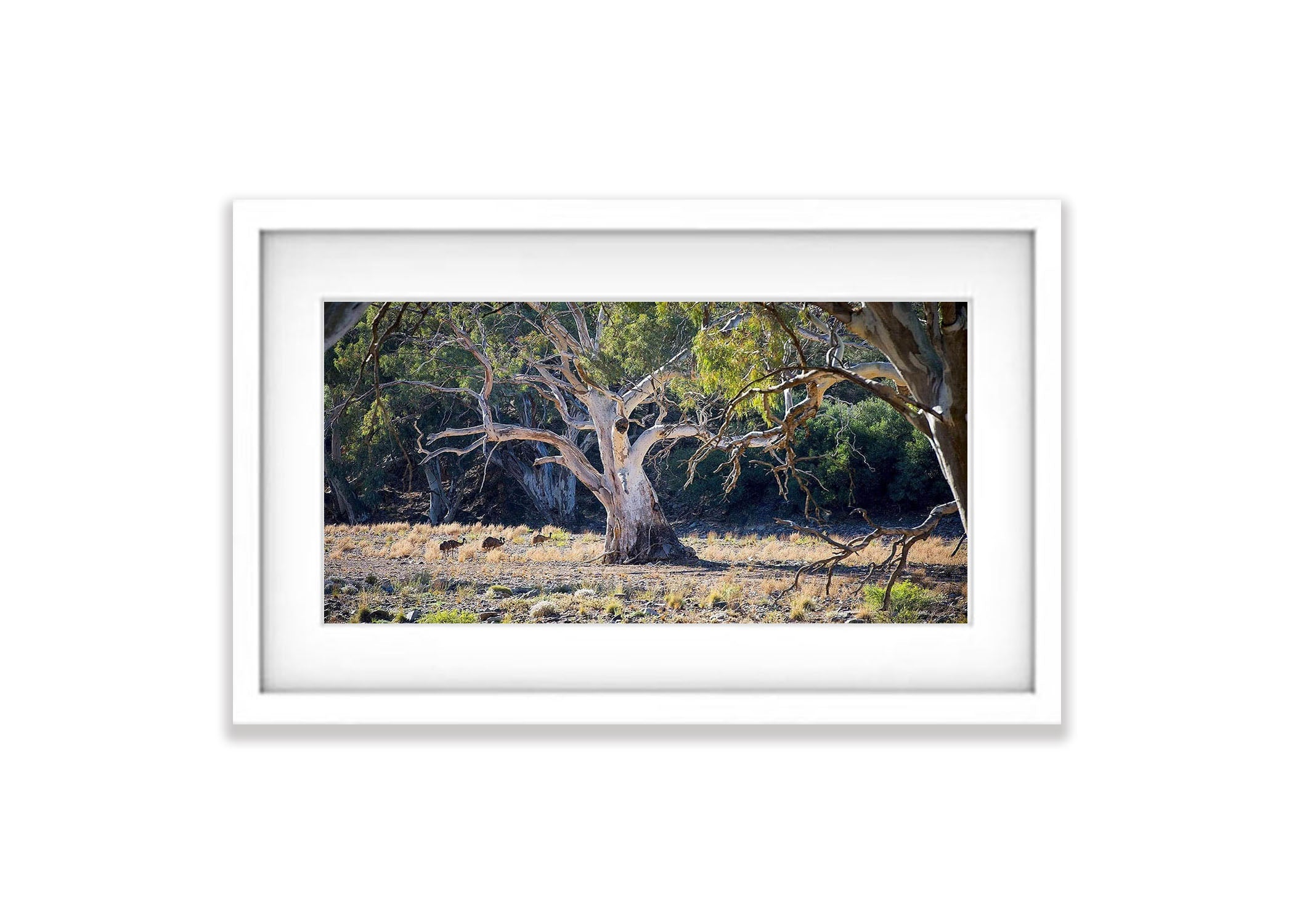 Emus and River Red Gums - Flinders Ranges SA