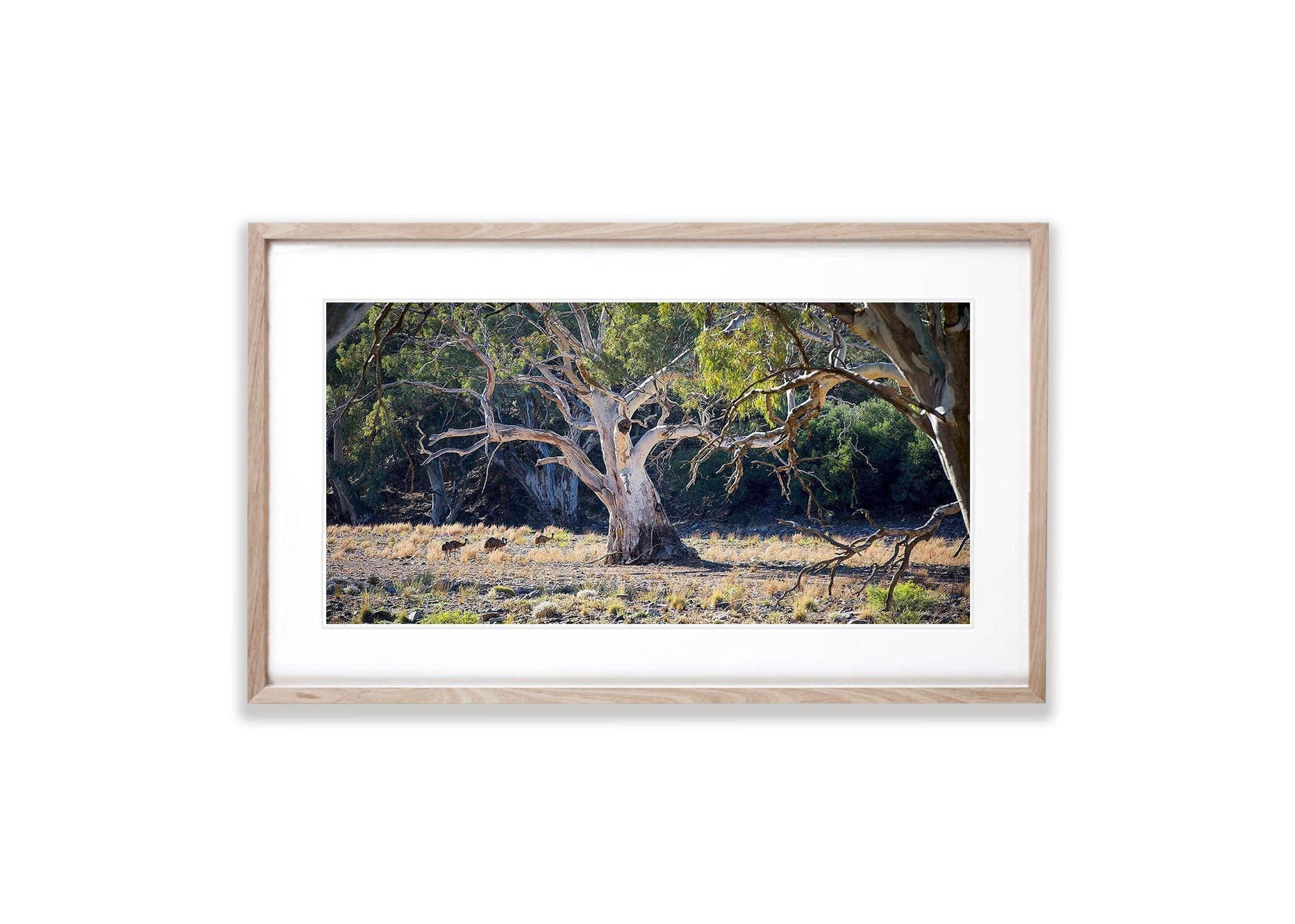 Emus and River Red Gums - Flinders Ranges SA