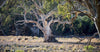 A thick tree stem with many branches and some leaves on it, a daylight view of sunshine, some other plants and trees in the picture, Emus and River Red Gums - Flinders Ranges SA
