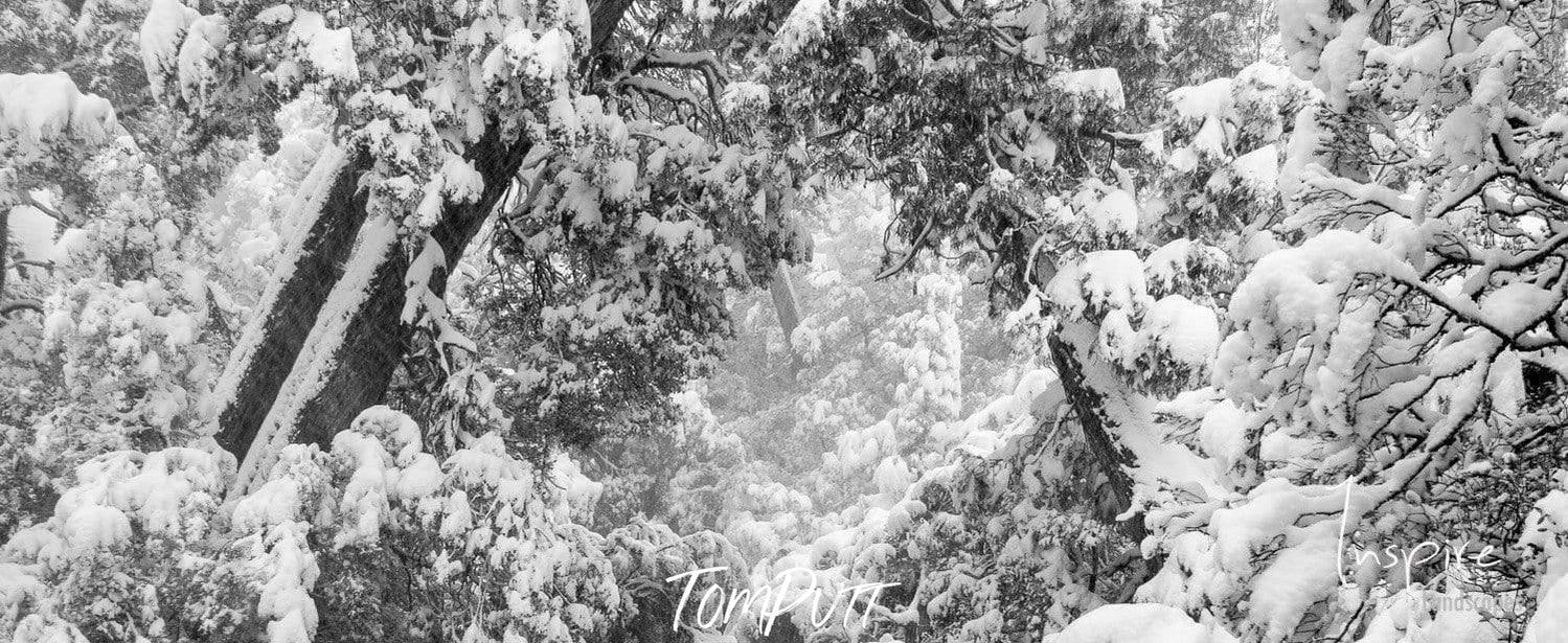 A group of trees fully covered with the fresh snow, Enchanted Forest - Cradle Mountain TAS