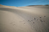 A desert with some footprints, and clear blue sky in the background, Eyre Peninsula #24