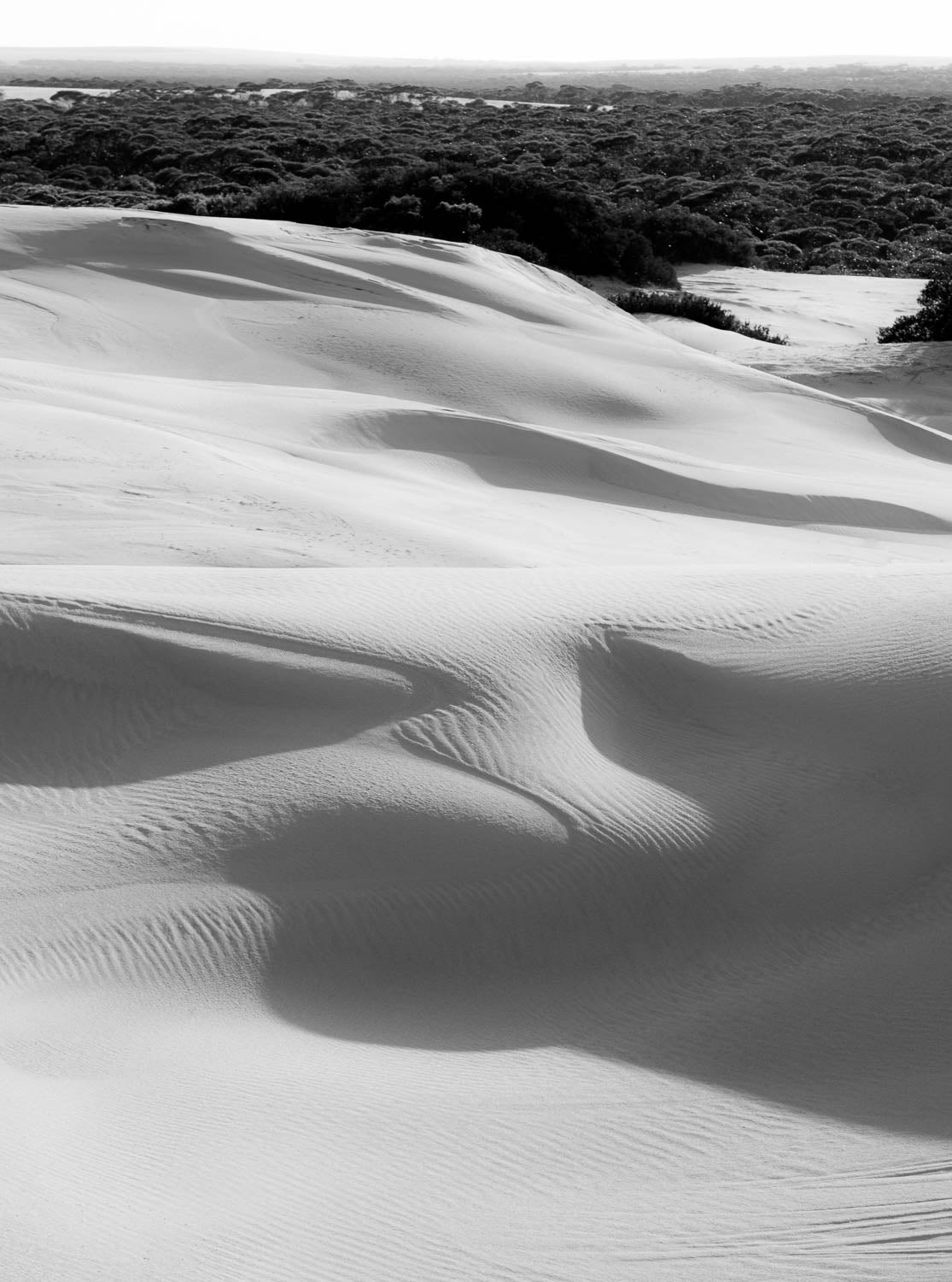 A black and white view of a desert with huge waves of sand, and a connecting thick green forest with it, Eyre Peninsula #6