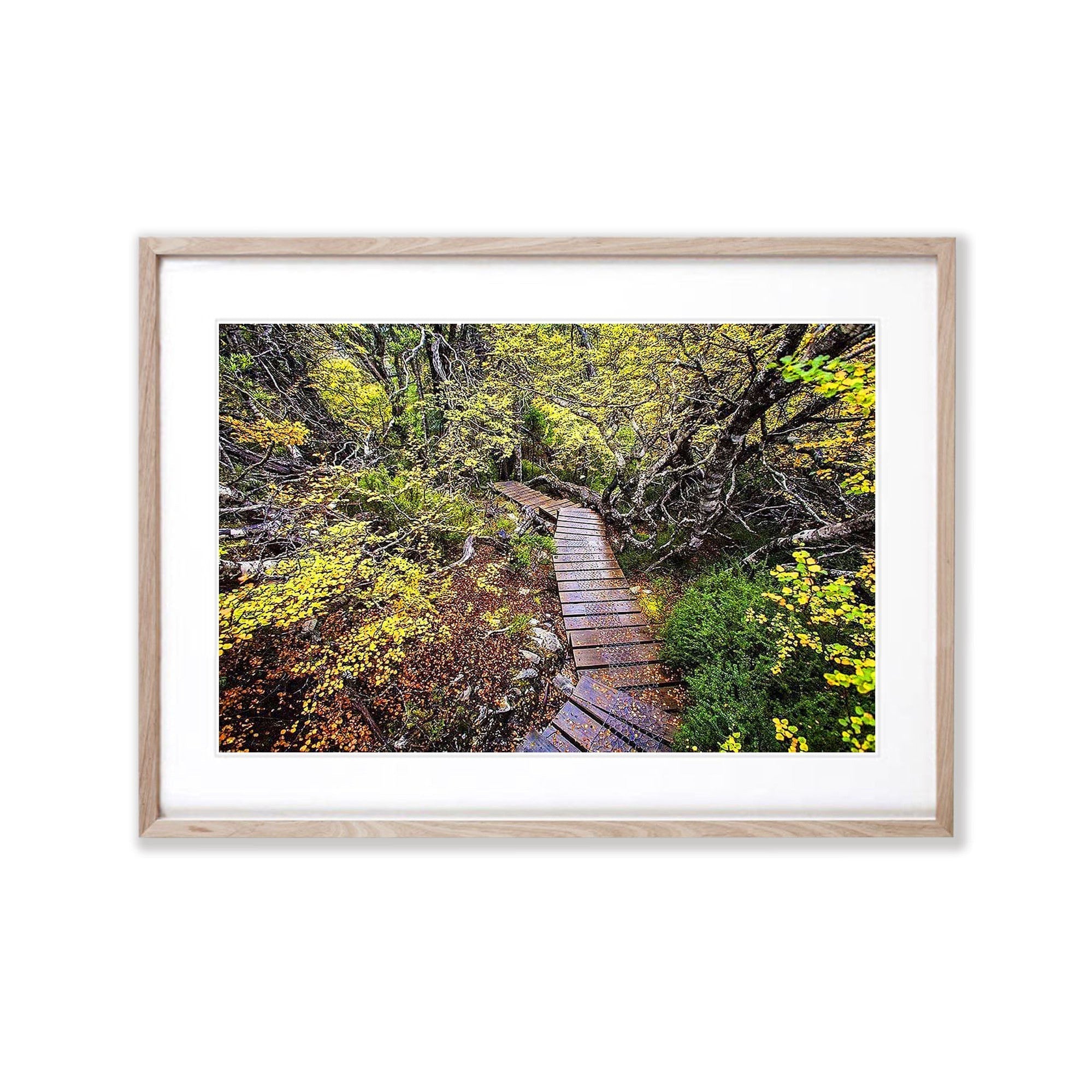 Fagus - Cradle Mountain TAS