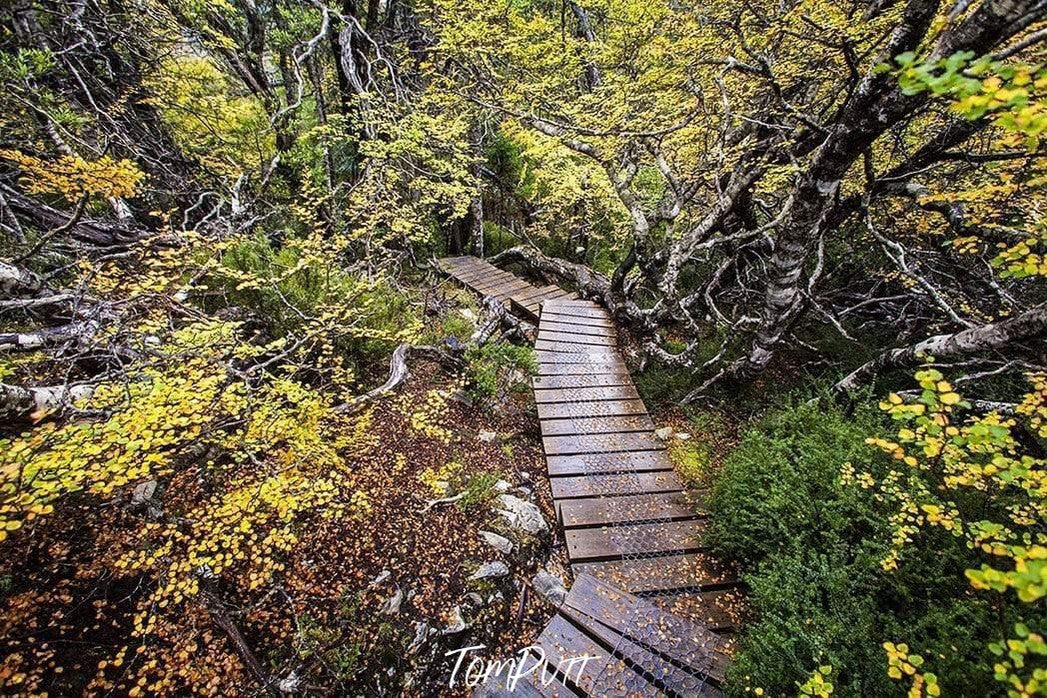 A fully green hill area with plants, trees, and bushes, and some stairs making a way to the down, Fagus - Cradle Mountain TAS