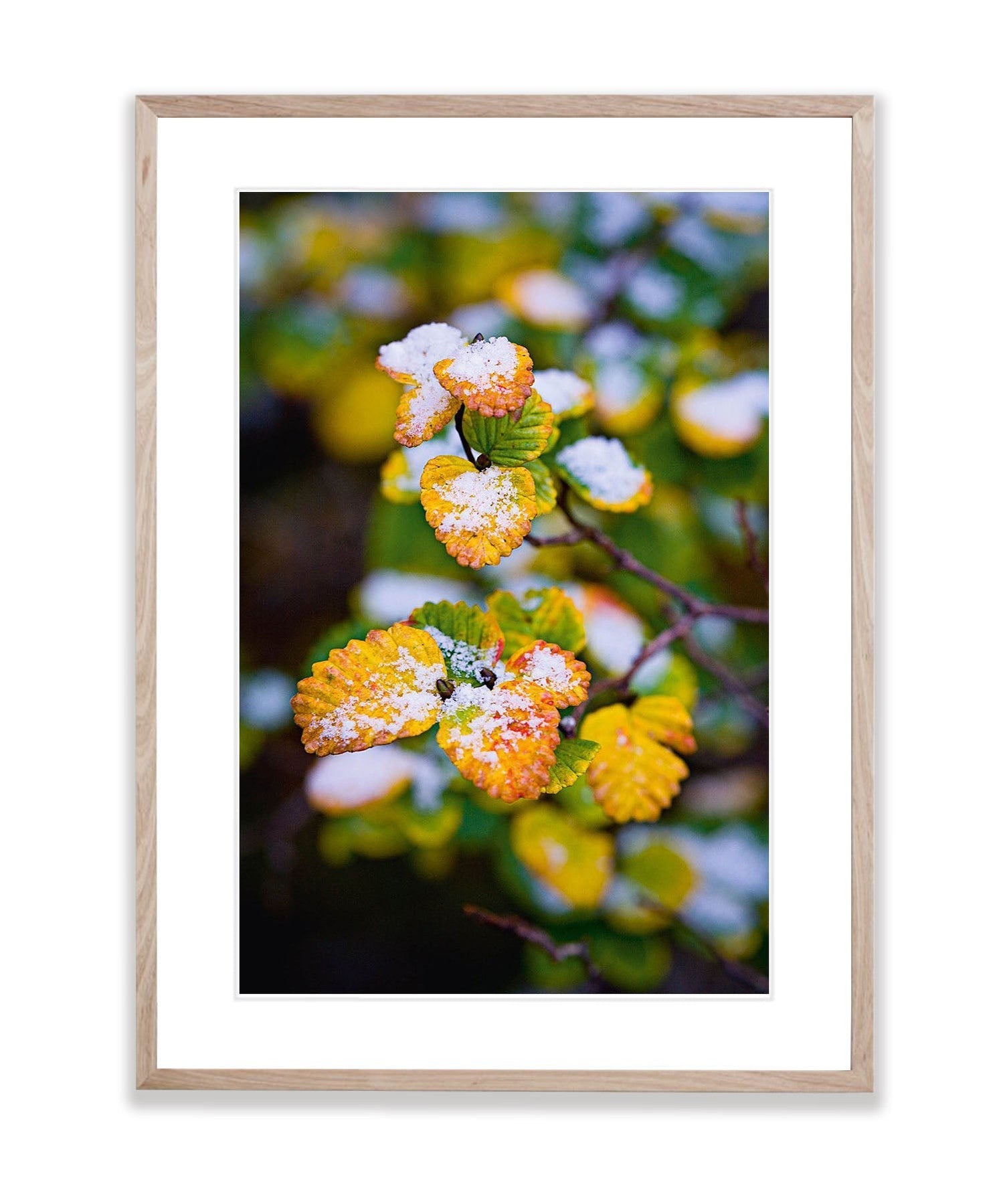 Fagus dusted with snow, Cradle Mountain, Tasmania