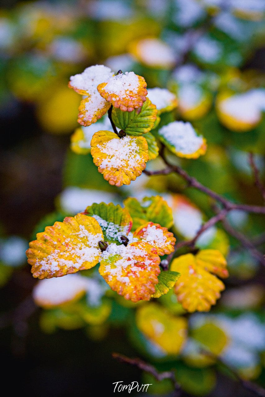 A close-up view of a beautiful bunch of flowers with yellow and green color, Cradle Mountain #21, Tasmania 