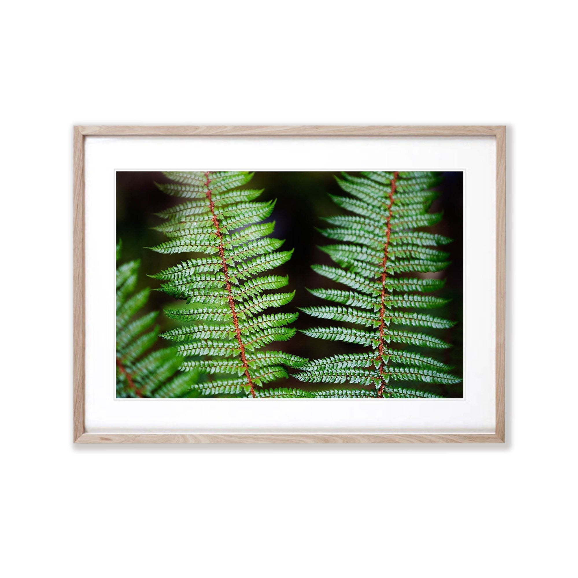 Fern Detail, Routeburn Track - New Zealand