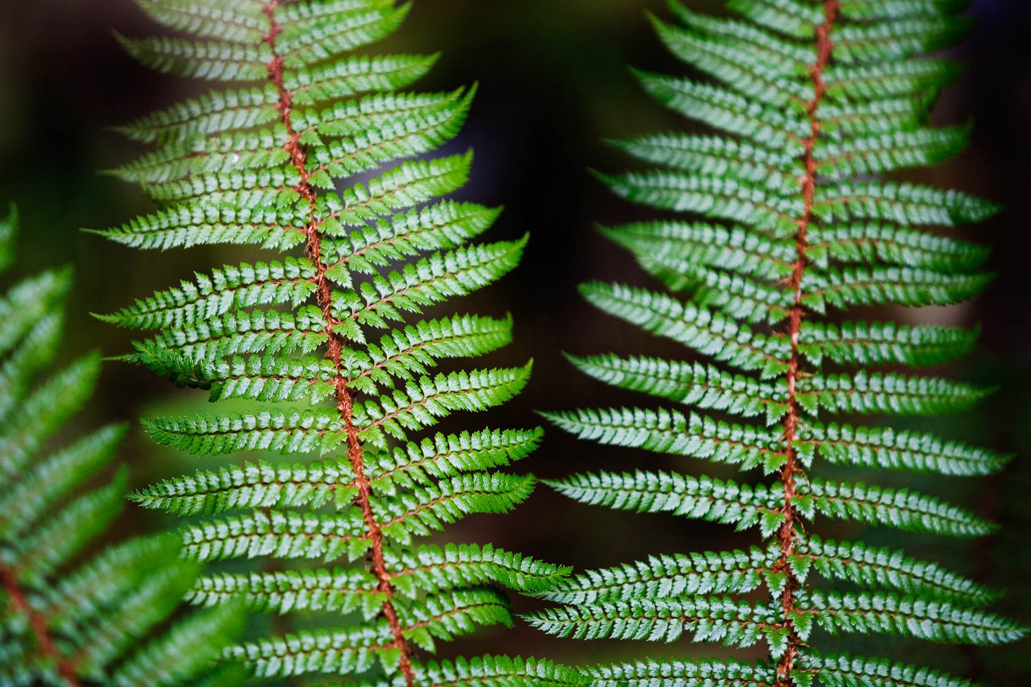 A close-up view of two leaves with many branches, Fern Detail, Routeburn Track - New Zealand