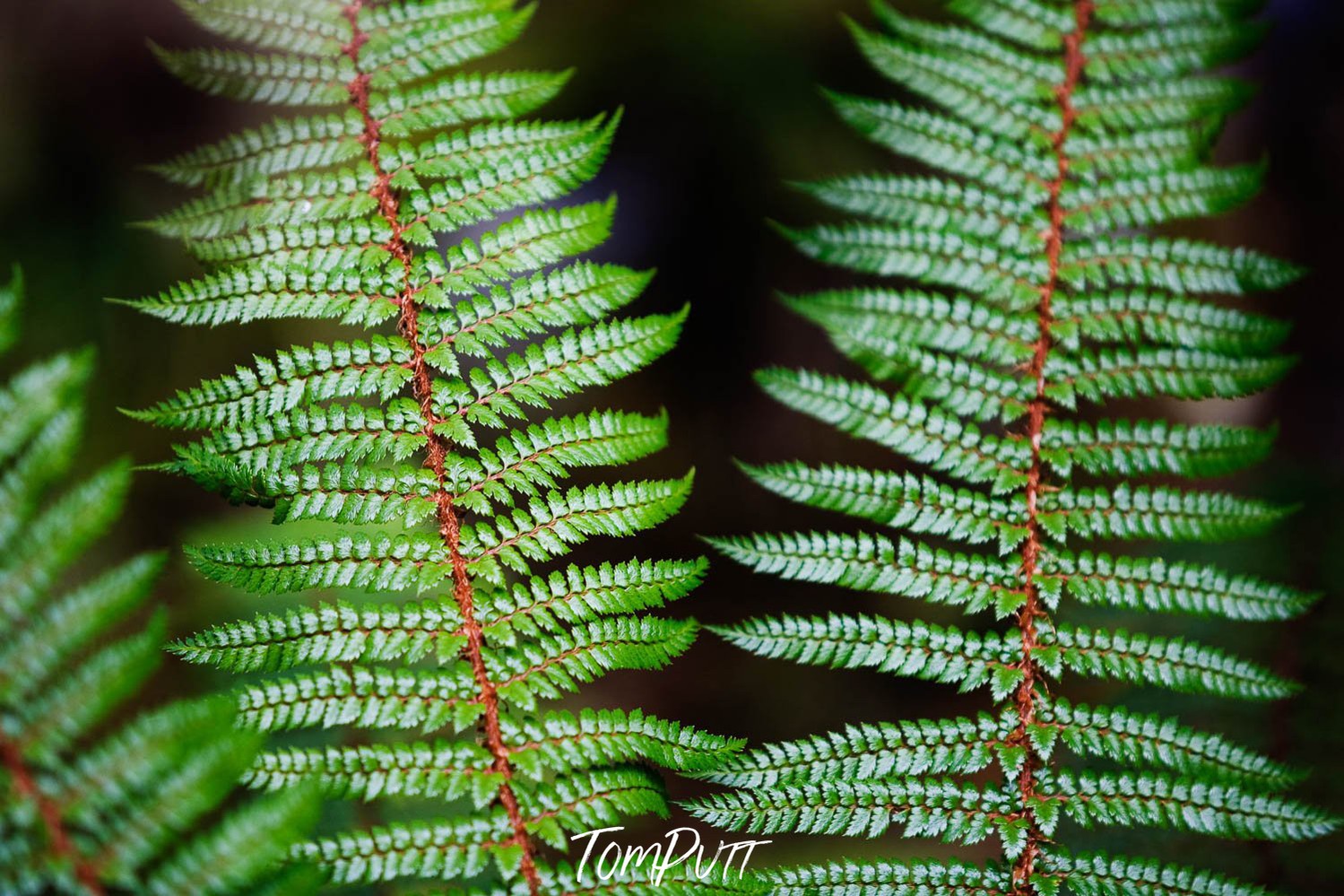 A close-up view of two leaves with many branches, Fern Detail, Routeburn Track - New Zealand