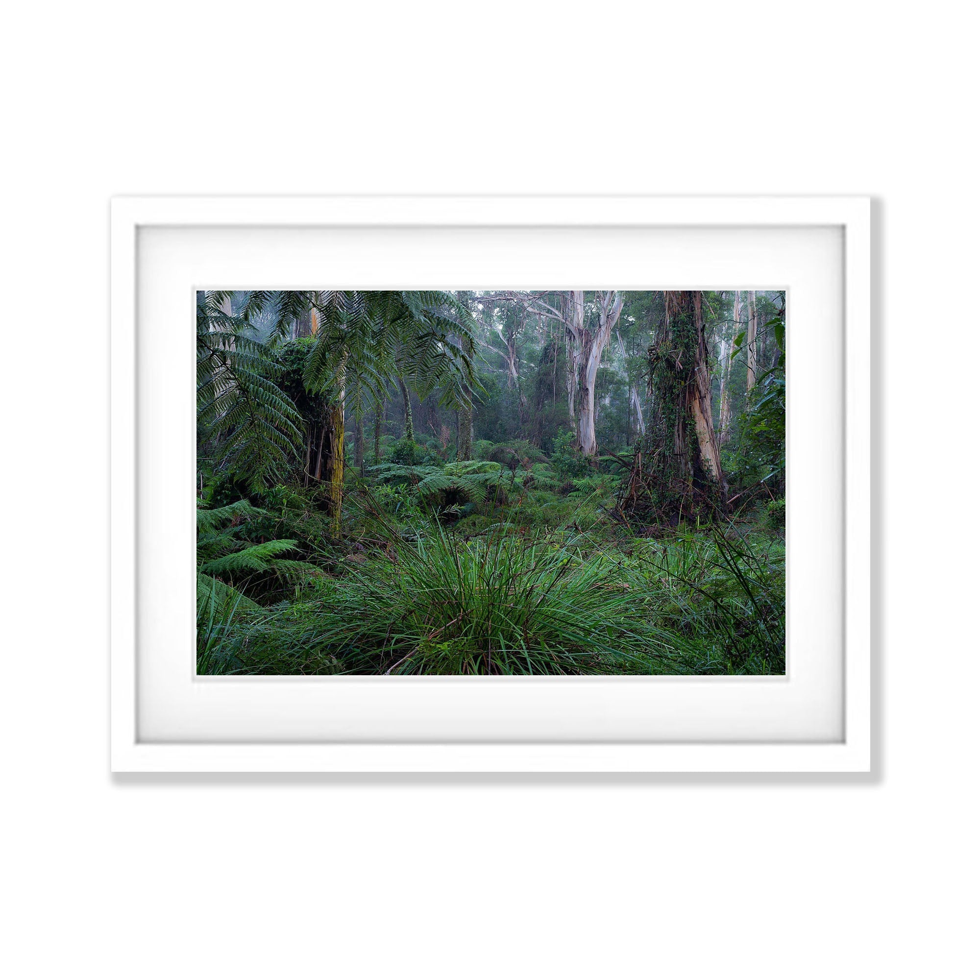 Fern Gully Rainforest, Mornington Peninsula, VIC