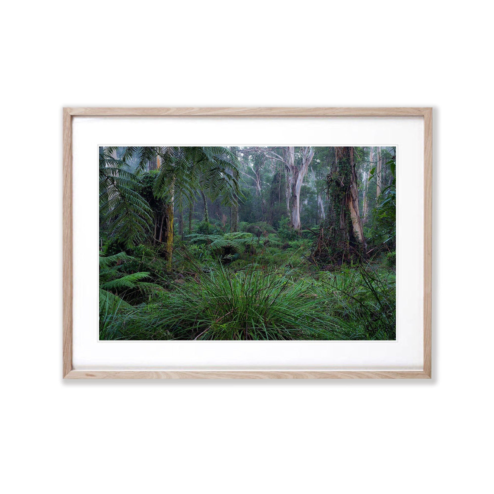 Fern Gully Rainforest, Mornington Peninsula, VIC