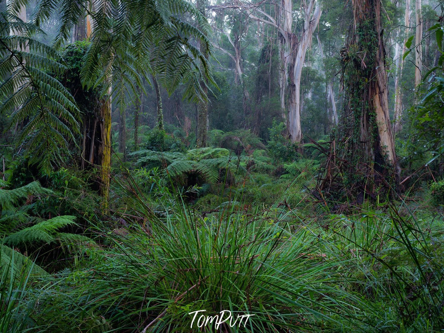 A forest with a lot of grass and bushes, with some thick trees' stems in the background, Fern Gully Rainforest - Mornington Peninsula VIC