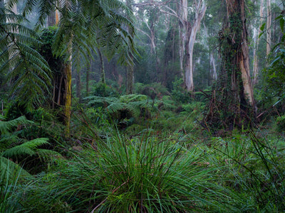 A forest with a lot of grass and bushes, with some thick trees' stems in the background, Fern Gully Rainforest - Mornington Peninsula VIC