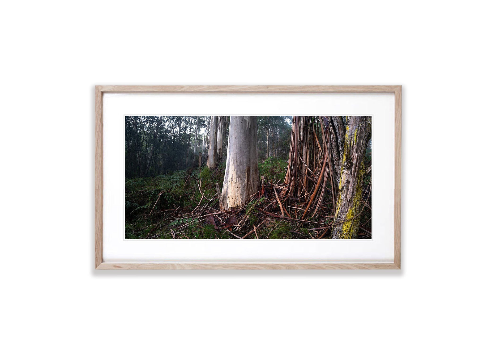 Fern Gully Tree Trunks, Mornington Peninsula, VIC