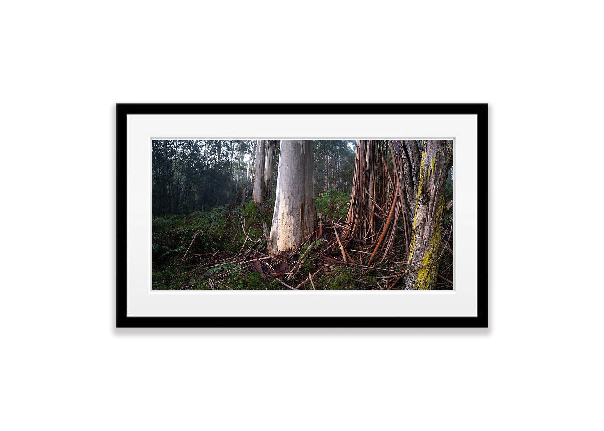 Fern Gully Tree Trunks, Mornington Peninsula, VIC