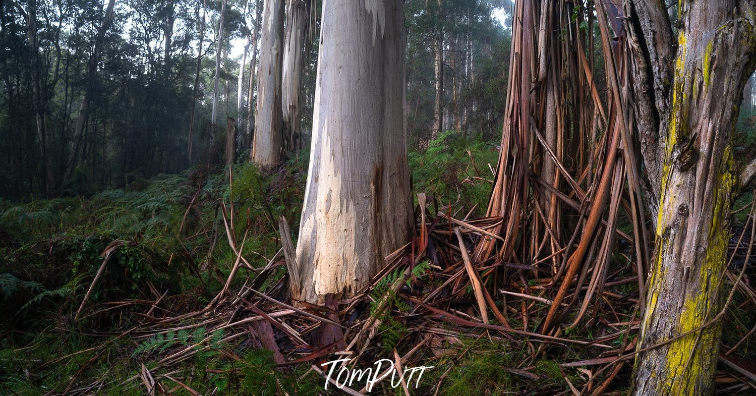 Some trees' stems in the forest, Fern Gully Tree Trunks - Mornington Peninsula VIC