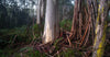 Some trees' stems in the forest, Fern Gully Tree Trunks - Mornington Peninsula VIC