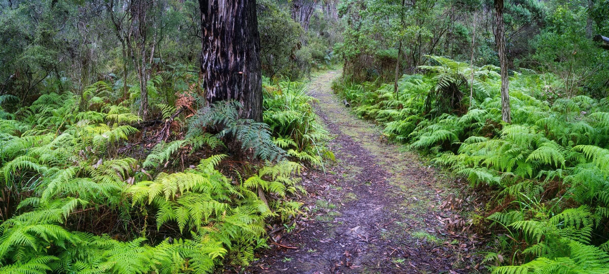 Free pathway between the trees and plants in a forest, Fern Pathway, Main Ridge - Mornington Peninsula VIC